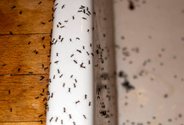Best Commercial Pest Control Services  in Ottumwa, IA