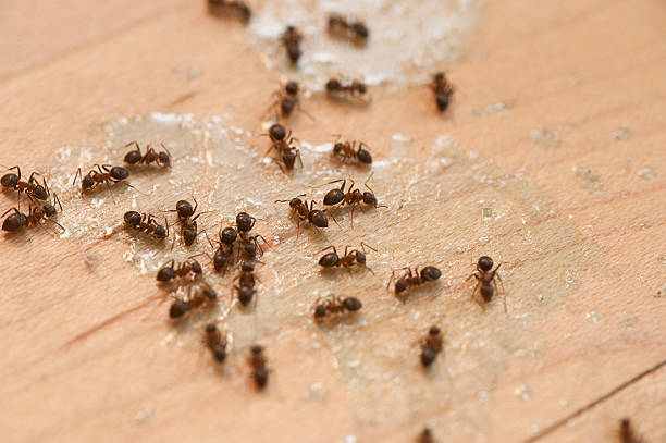 Best Flea Control Services  in Ottumwa, IA